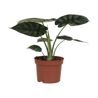 Kamerplant - Alocasia Dragon Scale - Pot Ø 17cm Hoogte ↕ 35cm