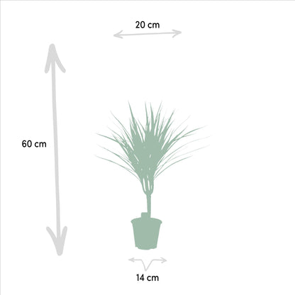 Kamerplant - Dracaena Marginata - Pot Ø 14cm Hoogte ↕ 60cm