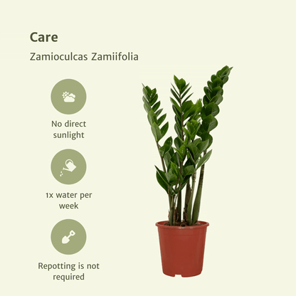 Kamerplant 2x Zamioculcas Zamiifolia - Pot Ø 14cm Hoogte ↕ 50cm