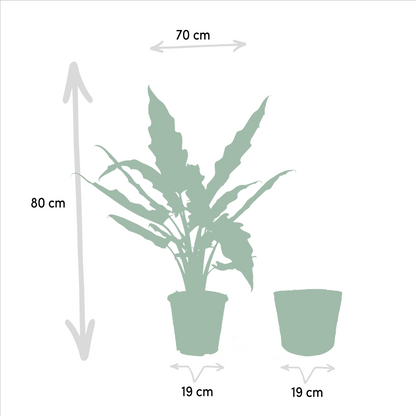 Kamerplant - Alocasia Lauterbachiana + Mand Igmar - Pot Ø 19cm Hoogte ↕ 80cm