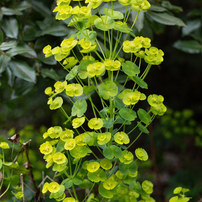Buitenplant 60x Euphorbia amygdaloides robbiae - Pot Ø 9cm Hoogte ↕ 10-25cm