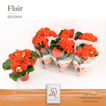 Kamerplant - Begonia Reina Dolc'Amore® Flair - Bloeiend - Pot Ø 14cm Hoogte ↕ 31cm