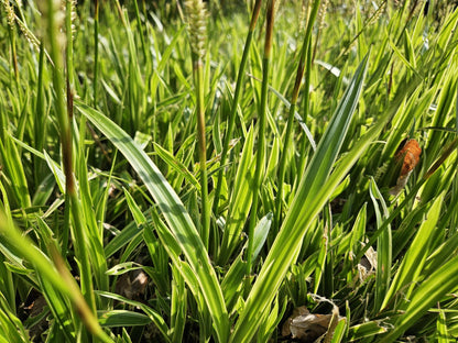 Buitenplant 24x Carex morrowii 'Aureovariegata' - Pot Ø 9cm Hoogte ↕ 10-25cm