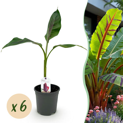 Buitenplant 6x Musa sikkemensis Red Tiger - Winterhard - Pot Ø 17cm Hoogte ↕ 40cm