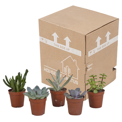 Kamerplant 5x Vetplanten Mix - Pot Ø 5.5cm