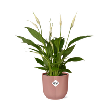 Kamerplant - Spathiphyllum Torelli - Pot Ø 14cm Hoogte ↕ 12cm
