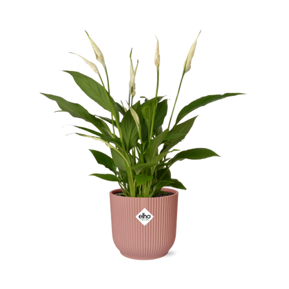 Kamerplant - Spathiphyllum Torelli - Pot Ø 14cm Hoogte ↕ 12cm