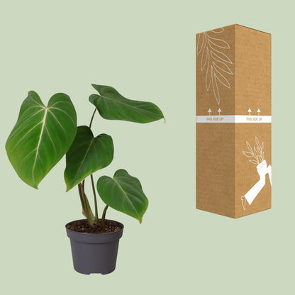Kamerplant - Philodendron gloriosum - Pot Ø 12cm Hoogte ↕ 35cm