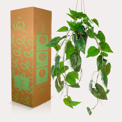 Kunstplant - Philodendron scandens - Klimmende Boomliefhebber - Hoogte ↕ 80cm