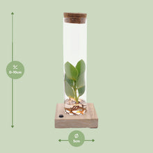 Kamerplant - Clusia in Tube Glas met LED - Pot Ø 5cm Hoogte ↕ 10cm