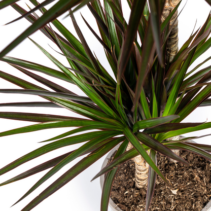 XL Kamerplant - Dracaena Marginata Magenta - Luchtzuiverend - Pot Ø 24cm Hoogte ↕ 130-150cm