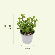 Buitenplant 4x Tuinkruiden Mix - Pot Ø 14cm Hoogte ↕ 18cm