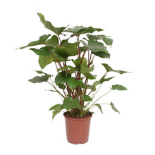 Kamerplant - Homalomena Rubescens Maggy - Pot Ø 24cm Hoogte ↕ 90cm