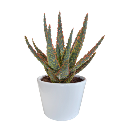 Kamerplant - Aloë zebrina Dannyz - Pot Ø 10,5cm