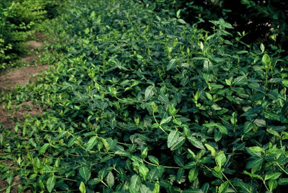 Buitenplant 12x Euonymus fort. 'Dart's Blanket' - Winterhard - Pot Ø 9cm Hoogte ↕ 10-25cm