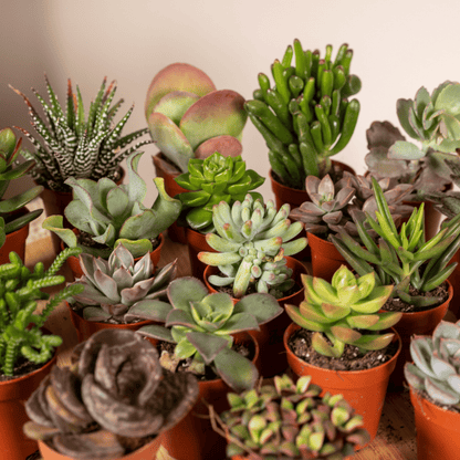 Kamerplant 20x Succulenten Mix - Pot Ø 5,5cm Hoogte ↕ 7cm