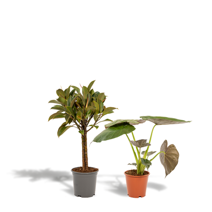 Kamerplant - Ficus Elastica Melany (↕85cm) + Alocasia Wentii (↕60cm) - Combi