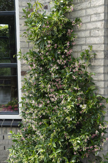 Buitenplant 3x Trachelospermum Mix - Bloeiend - Pot Ø 15cm Hoogte ↕ 65cm