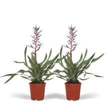 Kamerplant 2x Aechmea Blue Rain - Kokerbromelia - Pot Ø 12cm Hoogte ↕ 45cm