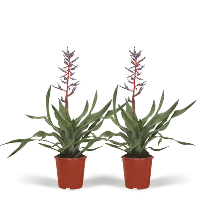 Kamerplant 2x Aechmea Blue Rain - Kokerbromelia - Pot Ø 12cm Hoogte ↕ 45cm