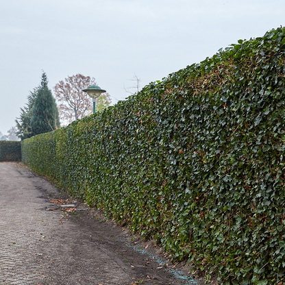Buitenplant - Hedera hibernica Klimop Gestokt - Hoogte ↕ 125-150cm
