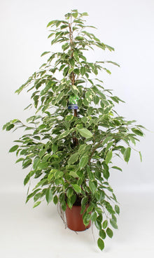 Kamerplant - Ficus Benjamina 'Golden King' - Pot Ø 21cm Hoogte ↕ 100cm