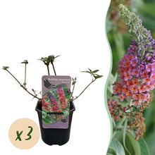 Buitenplant 3x Buddleja davidii 'Flower Power' - Bloeiend - Pot Ø 17cm Hoogte ↕ 30cm