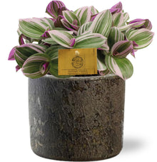 Kamerplant - Tradescantia Nanouk - Pot Ø 15cm Hoogte ↕ 25cm