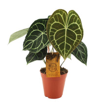 Kamerplant - Anthurium Clarinervium - Pot Ø 15cm Hoogte ↕ 25cm