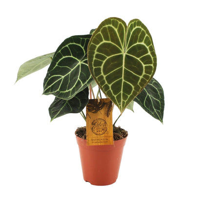 Kamerplant - Anthurium Clarinervium - Pot Ø 15cm Hoogte ↕ 25cm