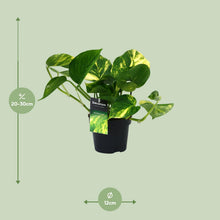 Kamerplant - Scindapsus (Epipremnum) Aureum - Luchtzuiverend - Pot Ø 12cm Hoogte ↕ 25cm