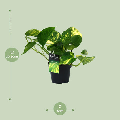 Kamerplant - Scindapsus (Epipremnum) Aureum - Luchtzuiverend - Pot Ø 12cm Hoogte ↕ 25cm