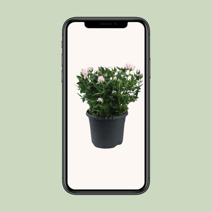 Kamerplant - Rosa Jewel Patio Baby - Bloeiend - Pot Ø 17cm Hoogte ↕ 30cm