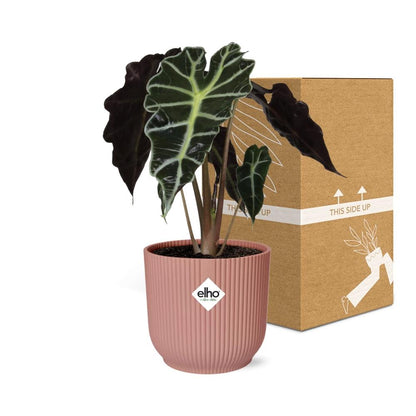 Kamerplant - Alocasia 'Polly' - Pot Ø 14cm