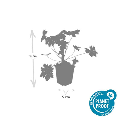 Buitenplant 24x Geranium macr. 'Ingwersen's Var.' - Bloeiend - Pot Ø 9cm Hoogte ↕ 10-25cm