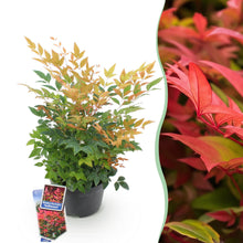 Buitenplant - Nandina domestica 'Gulfstream' - Pot Ø 17cm Hoogte ↕ 45cm