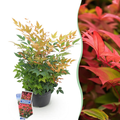 Buitenplant - Nandina domestica 'Gulfstream' - Pot Ø 17cm Hoogte ↕ 45cm