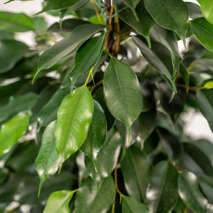 Kamerplant - Ficus benjamina Danielle - Inclusief sierpot - Pot Ø 21cm Hoogte ↕ 95cm