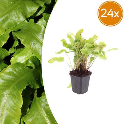 Buitenplant 24x Asplenium scolopendrium - Pot Ø 9cm Hoogte ↕ 10-25cm