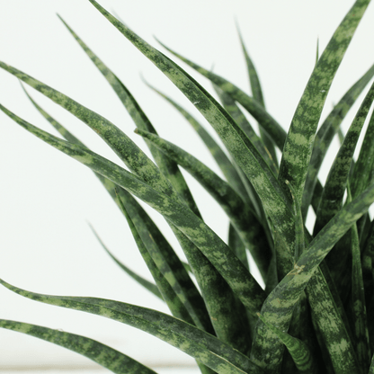 Kamerplant 2x Sansevieria Fernwood Punk - Pot Ø 12cm Hoogte ↕ 30cm