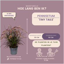 Buitenplant 2x Pennisetum 'Tiny Tails' - Pot Ø 19cm Hoogte ↕ 40-50cm
