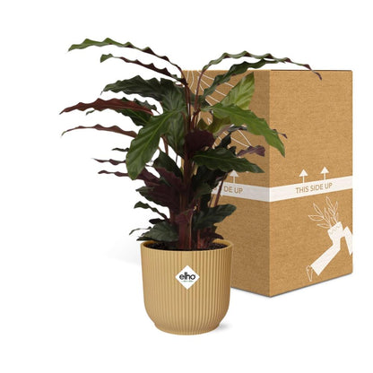 Kamerplant - Calathea Rufibarba 'Tropistar' - Pot Ø 14cm