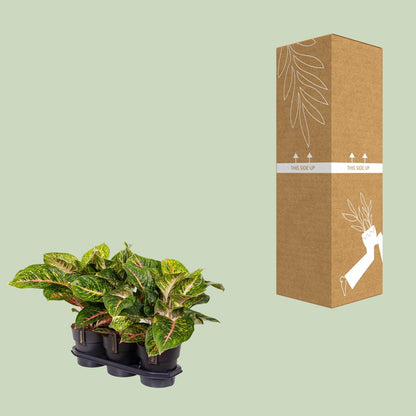 Kamerplant - Aglaonema Spring Red - Pot Ø 19cm Hoogte ↕ 60cm
