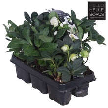 Buitenplant 6x Helleborus Niger 'Christmas Carol' - Bloeiend - Pot Ø 9cm Hoogte ↕ 30cm
