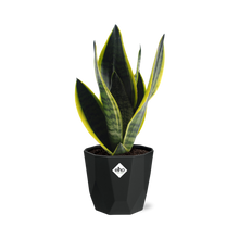 Kamerplant - Sansevieria Futura Superba - Pot Ø 14cm