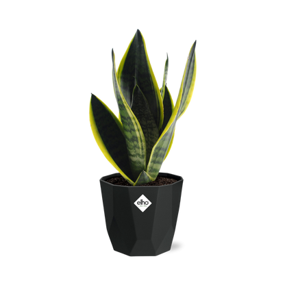 Kamerplant - Sansevieria Futura Superba - Pot Ø 14cm