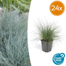 Buitenplant 24x Festuca glauca 'Elijah Blue' - Pot Ø 9cm Hoogte ↕ 10-25cm