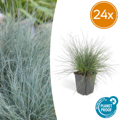 Buitenplant 24x Festuca glauca 'Elijah Blue' - Pot Ø 9cm Hoogte ↕ 10-25cm