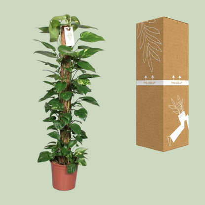 XL Kamerplant - Epipremnum Pinnatum aan Mosstok - Pot Ø 24cm Hoogte ↕ 120cm
