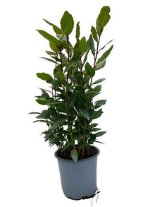 Buitenplant - Laurus nobilis - Laurierboompje - Pot Ø 14cm Hoogte ↕ 35cm
